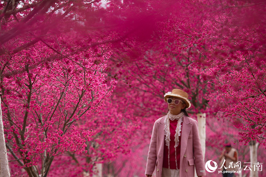 Bunga Ceri Berkembang di Yunnan