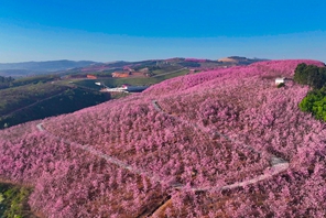 Bunga Ceri Berkembang di Yunnan