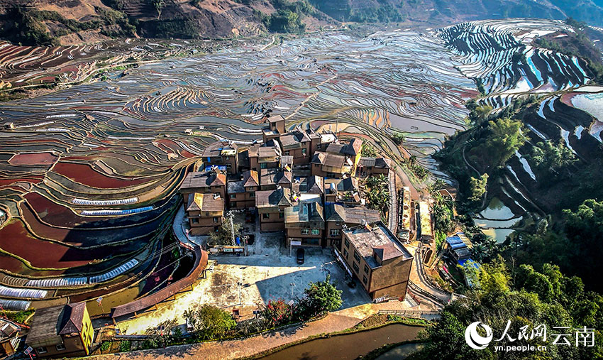 Tiba Musim Semai Padi di Sawah Teres Yunnan