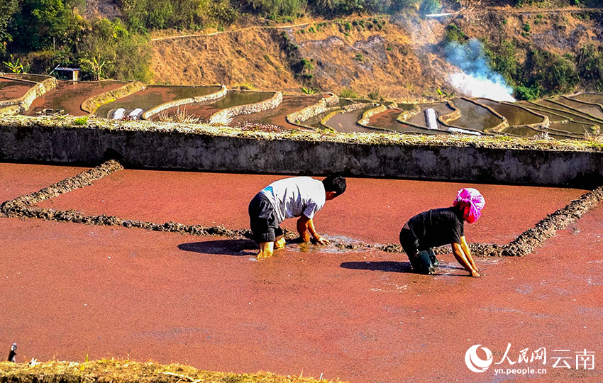 Tiba Musim Semai Padi di Sawah Teres Yunnan