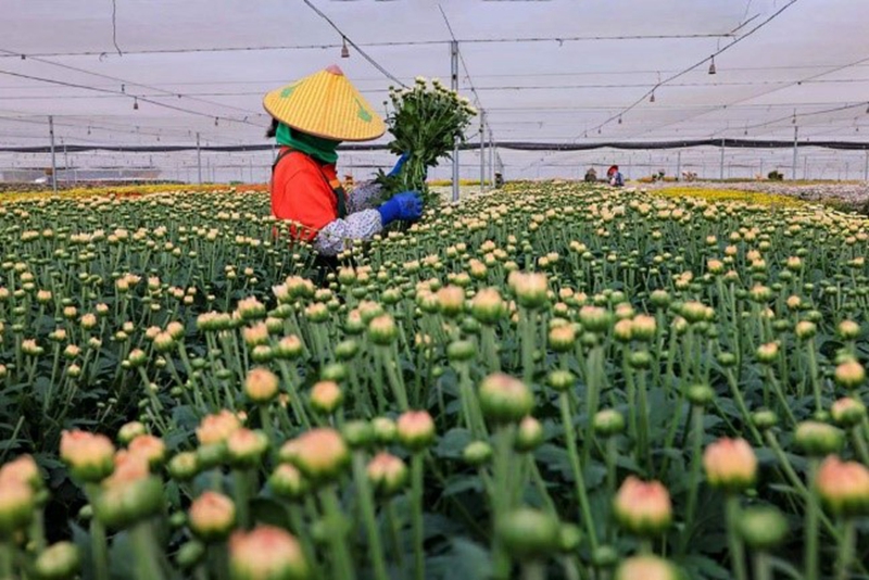 Bunga Kekwa, Sumber Rezeki Penduduk Kampung di Hainan