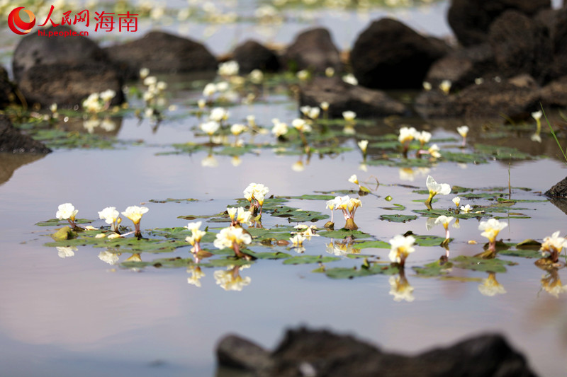 Bunga Ottelia cordata bermekaran di kampung Longhe, bandar Haikou, ibu provinsi Hainan. (Gambar oleh Meng Fansheng)