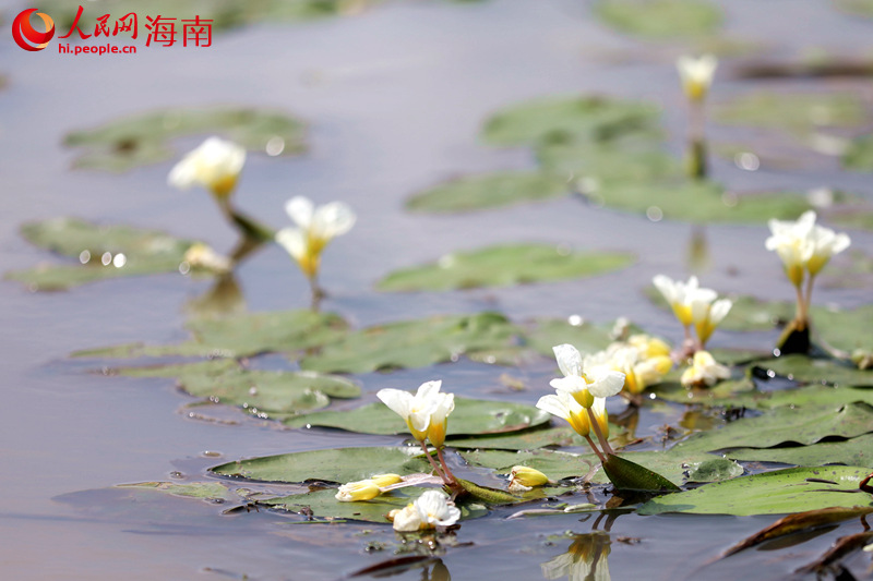 Bunga Terancam Bermekaran di Tanah Lembap di Hainan