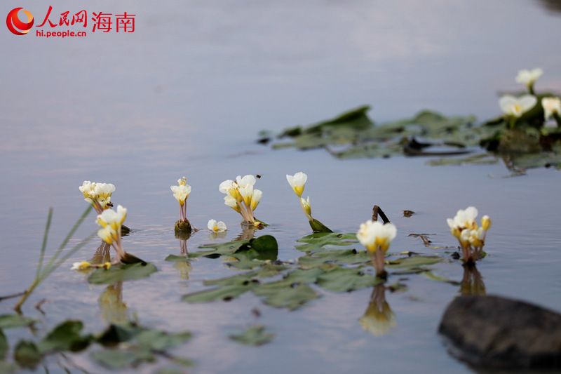 Bunga Terancam Bermekaran di Tanah Lembap di Hainan