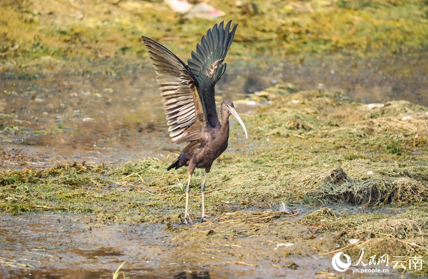 Ibis Warna-warni Muncul Semula di Yunnan