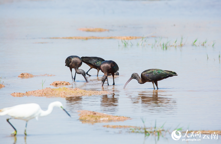 Ibis Warna-warni Muncul Semula di Yunnan