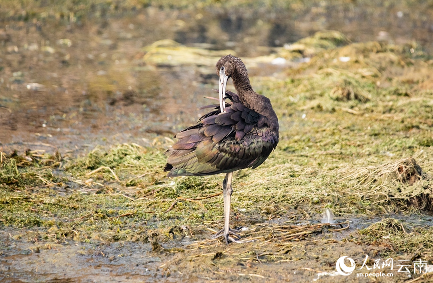 Ibis Warna-warni Muncul Semula di Yunnan