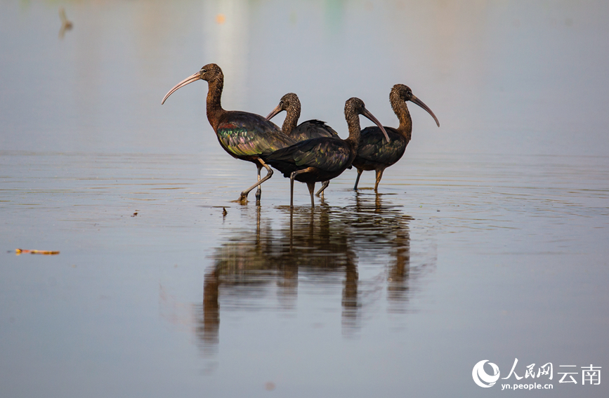 Ibis Warna-warni Muncul Semula di Yunnan