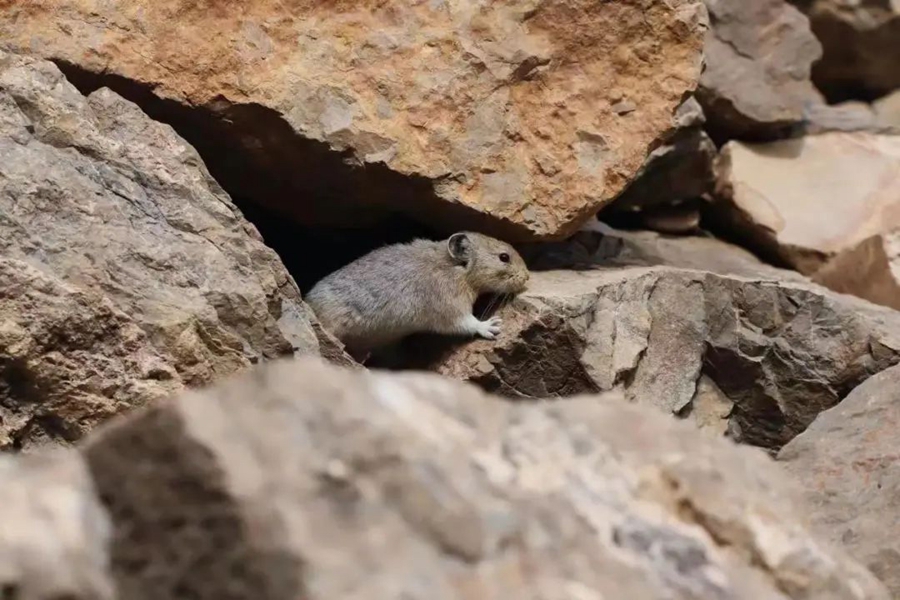 Pika Helan-Shan Ditemui Semula di Ningxia