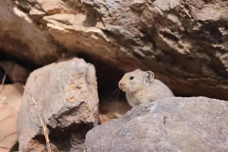 Pika Helan-Shan Ditemui Semula di Ningxia