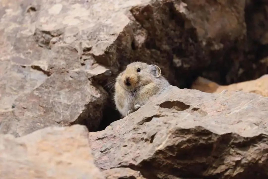 Pika Helan-Shan Ditemui Semula di Ningxia