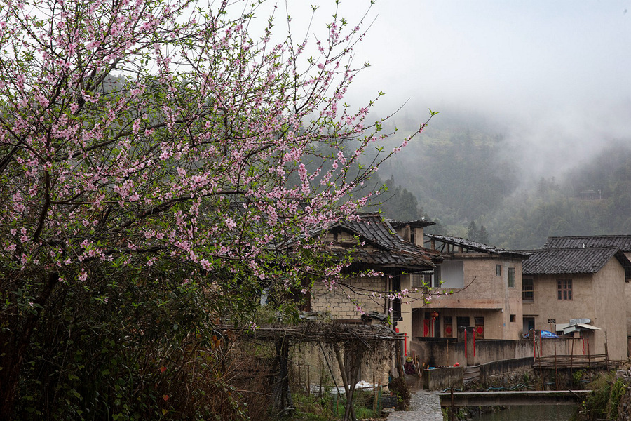 Suasana Musim Bunga Tambah Pesona Tulou di Fujian