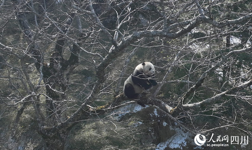 Seekor panda gergasi jantan dilihat memanjat pokok dan menghampiri panda gergasi betina. (Gambar oleh Hu Mingzhong)