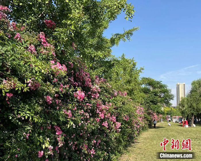 Trend ‘Hayati Bunga’ Pemangkin Pelancongan China Pulih