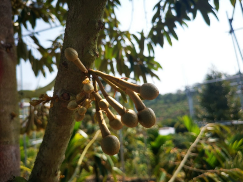 Spesies Durian Baharu Berjaya Berbuah di Sanya