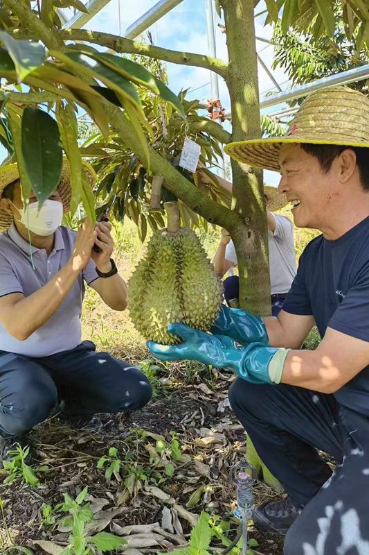 Spesies Durian Baharu Berjaya Berbuah di Sanya