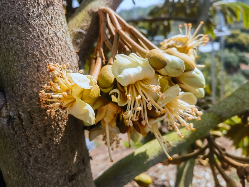 Spesies Durian Baharu Berjaya Berbuah di Sanya