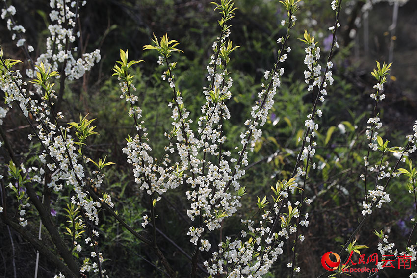 Bunga Plum Mekar di Yunnan, Gamit Pelancong