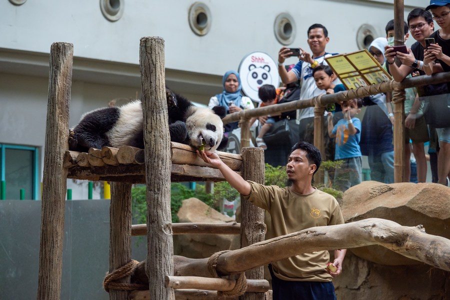 “Bintang Zoo”, Panda Jadi Tumpuan di Malaysia