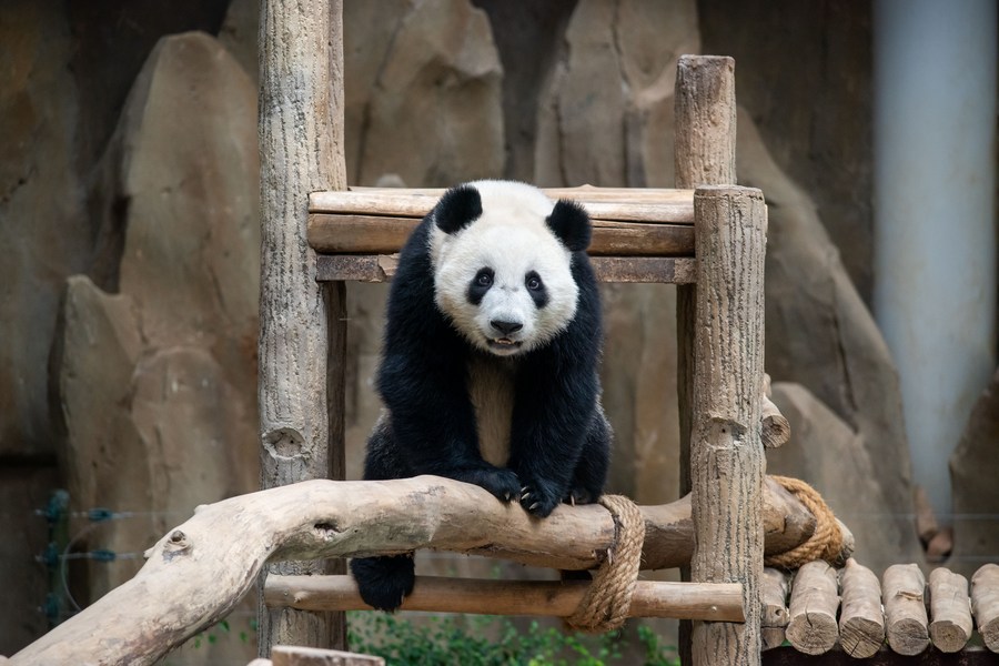 “Bintang Zoo”, Panda Jadi Tumpuan di Malaysia