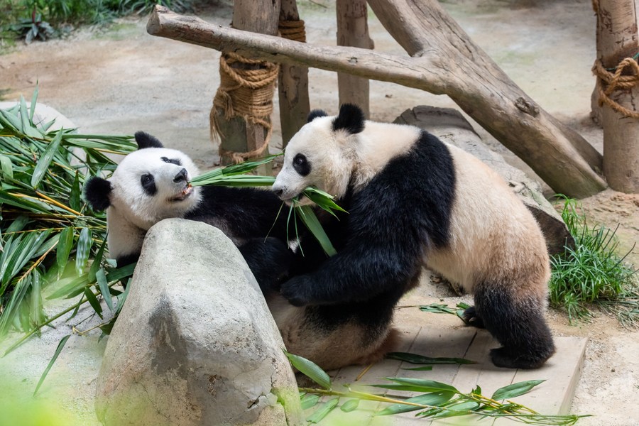 “Bintang Zoo”, Panda Jadi Tumpuan di Malaysia