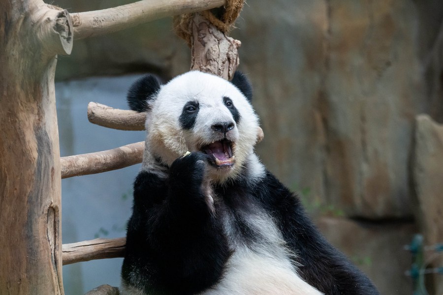 “Bintang Zoo”, Panda Jadi Tumpuan di Malaysia