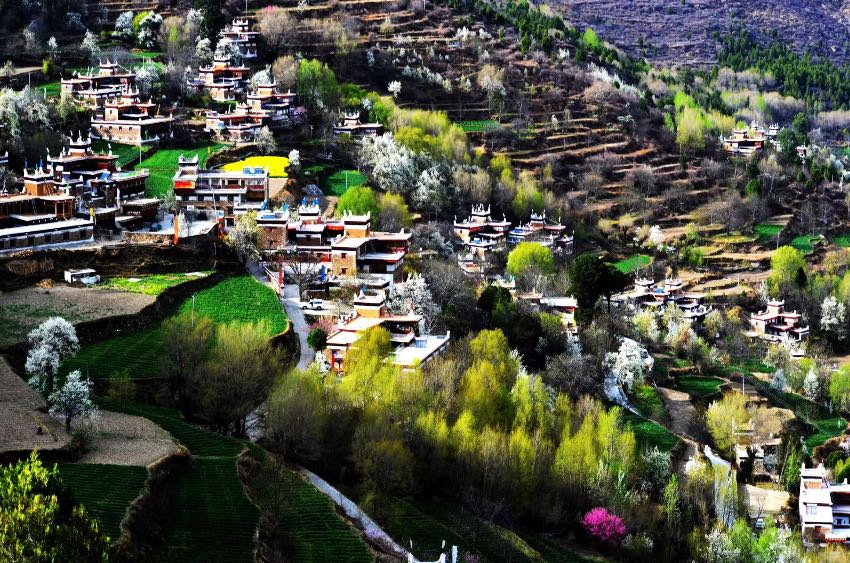 Bunga Pir Mekar Tambah Keindahan Kampung Tibet di Sichuan