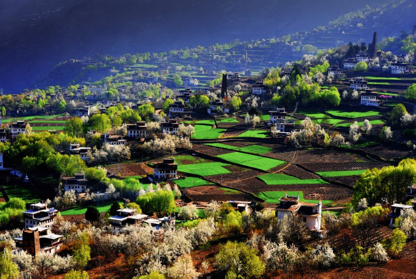 Bunga Pir Mekar Tambah Keindahan Kampung Tibet di Sichuan