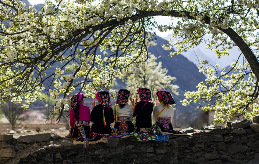 Bunga Pir Mekar Tambah Keindahan Kampung Tibet di Sichuan