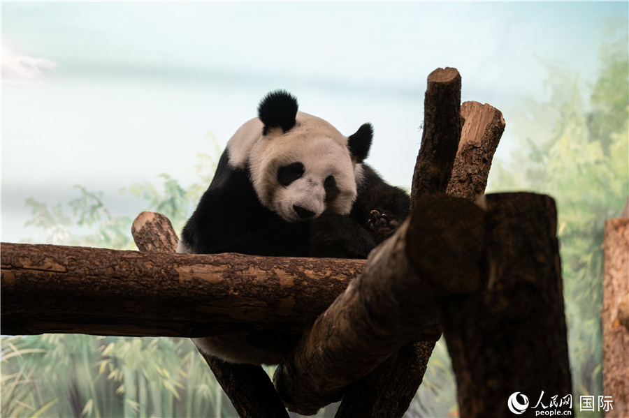 Panda Gergasi “Dingding” yang memang comel. (foto: Weng Qiyu/People.cn)