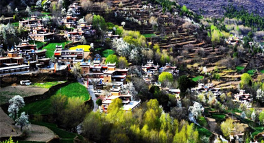 Bunga Pir Mekar Tambah Keindahan Kampung Tibet di Sichuan