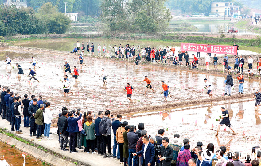 Lumba Bajak Meriahkan Pesta Tani di Sichuan