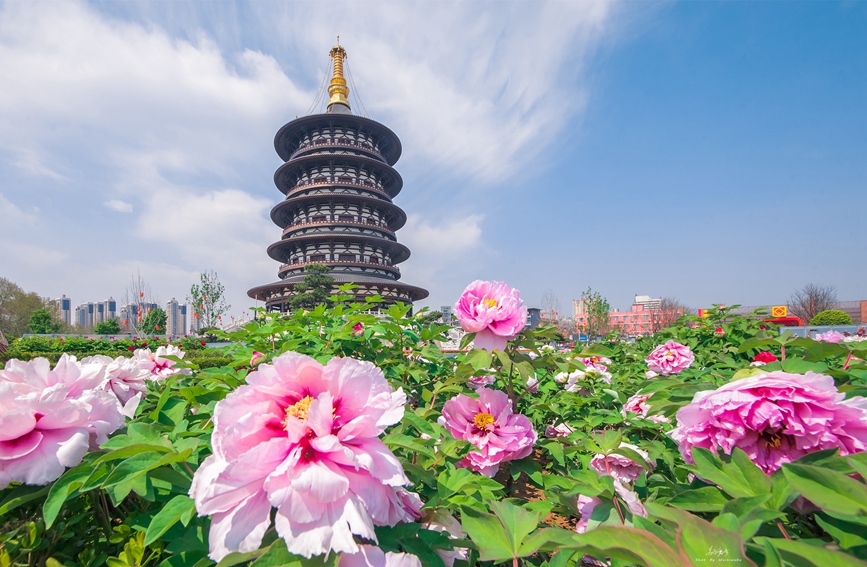 Luoyang, Henan Bakal Anjur Pesta Bunga Peony
