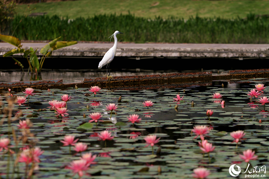 Xiamen: “Sleeping Beauty” antara Bunga Mekar Indah