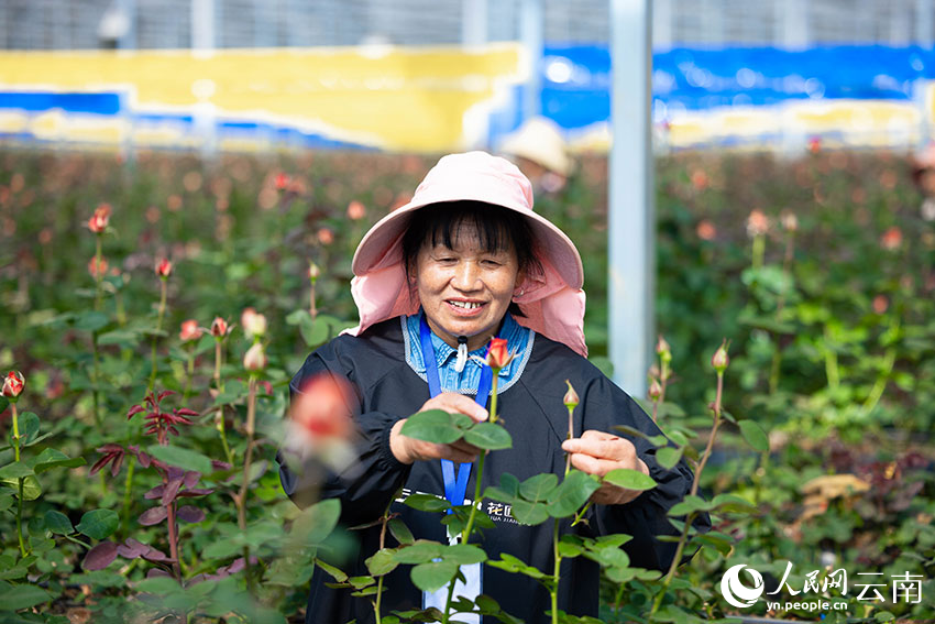 Pendigitalan Pacu Pemodenan Industri Bunga Yunnan