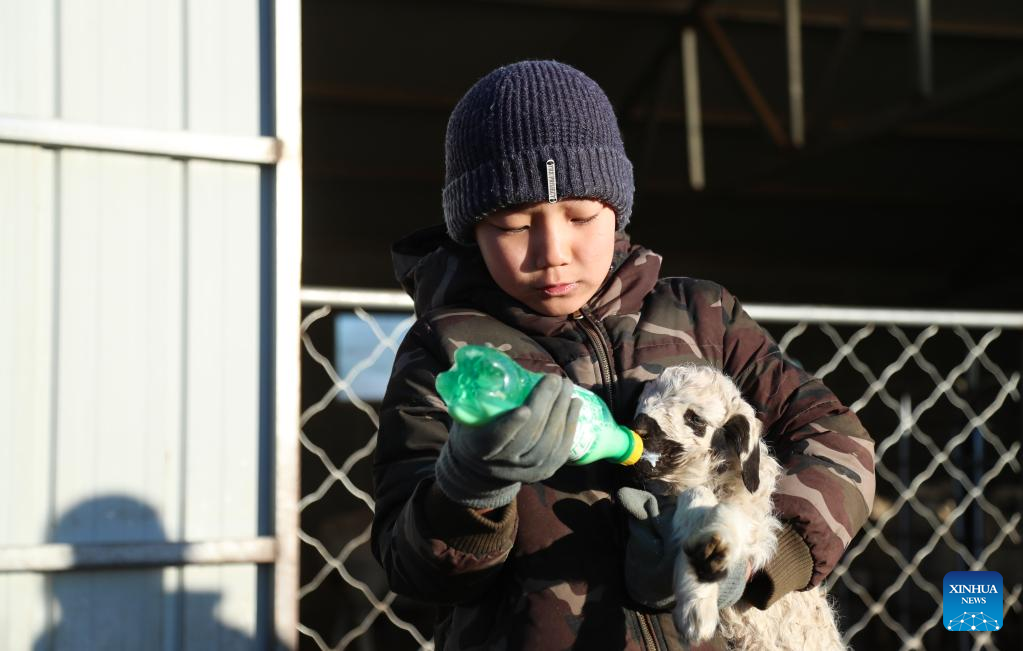 Anak lelaki Tsogdelger, Hanagar memberi seekor anak biri-biri makan di Ujimqin Barat, Xilingol, wilayah autonomi Mongolia Dalam di utara China, 29 Mac 2023. (Xinhua/Wang Kaiyan)