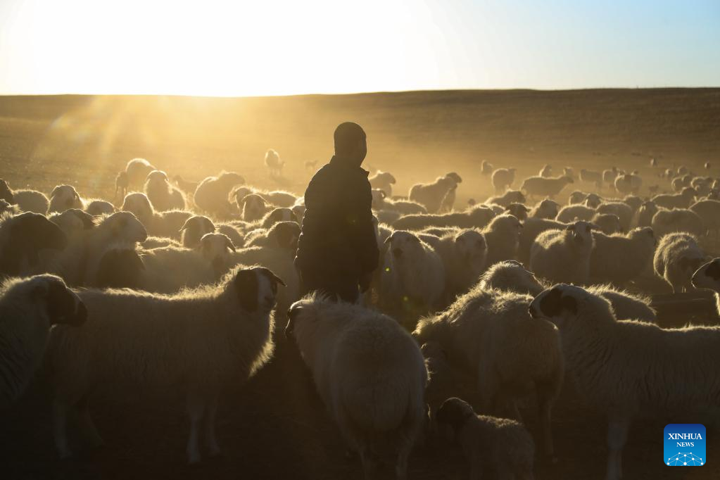 Musim Paling Sibuk bagi Gembala di Mongolia Dalam