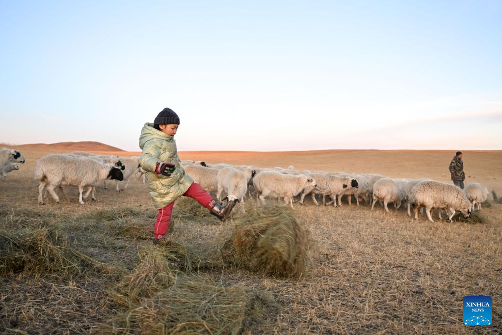 Musim Paling Sibuk bagi Gembala di Mongolia Dalam