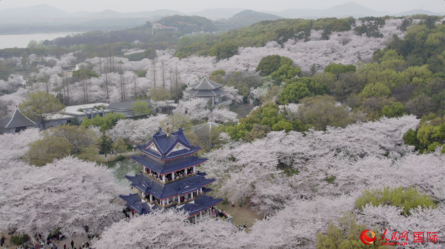 Foto ini menunjukkan bunga ceri yang mekar di Yuantouzhu, bandar Wuxi, provinsi Jiangsu, timur China. (foto: Liu Ning/People.cn)