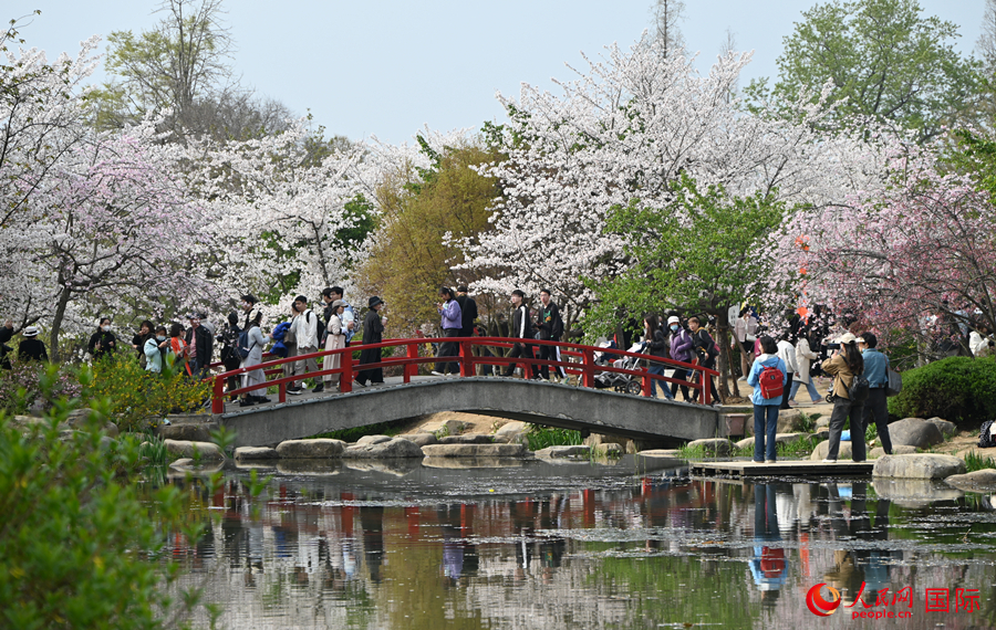 Pengunjung menikmati bunga ceri di Yuantouzhu, bandar Wuxi, provinsi Jiangsu, timur China. (foto: Xu Xiangli/People.cn)