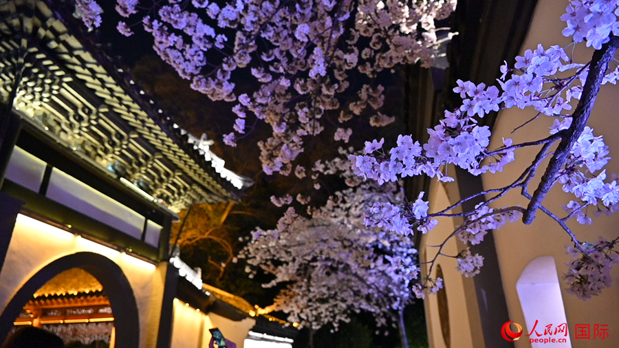 Foto ini menunjukkan pemandangan bunga ceri pada waktu malam yang cukup menakjubkan di Yuantouzhu, bandar Wuxi, provinsi Jiangsu, timur China. (foto: Xu Xiangli/People.cn)