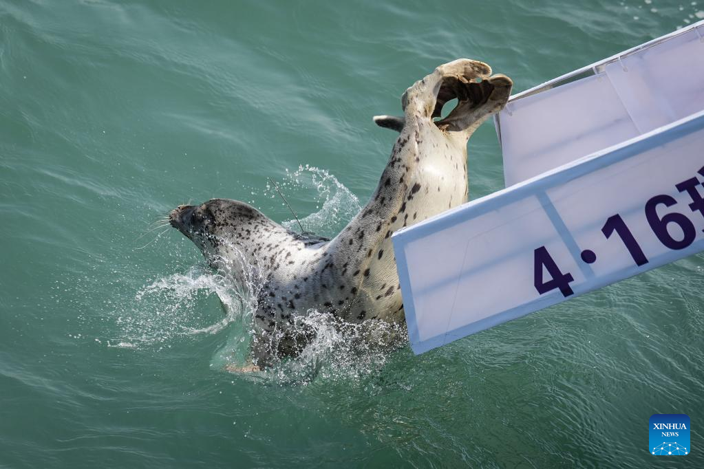 Anjing laut bertompok dilepaskan ke laut di Dalian, timur laut China pada 16 April 2023. (foto: Pan Yulong/Xinhua)