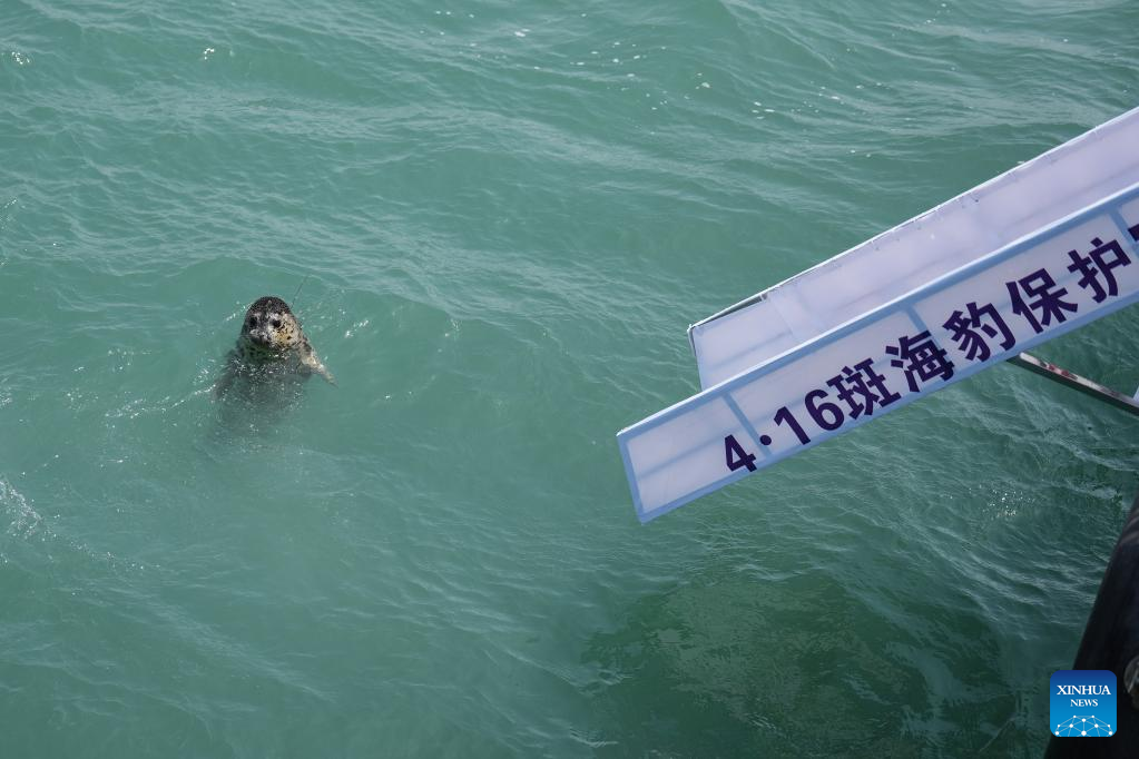 Anjing Laut Bertompok Dilepaskan ke Laut di Dalian