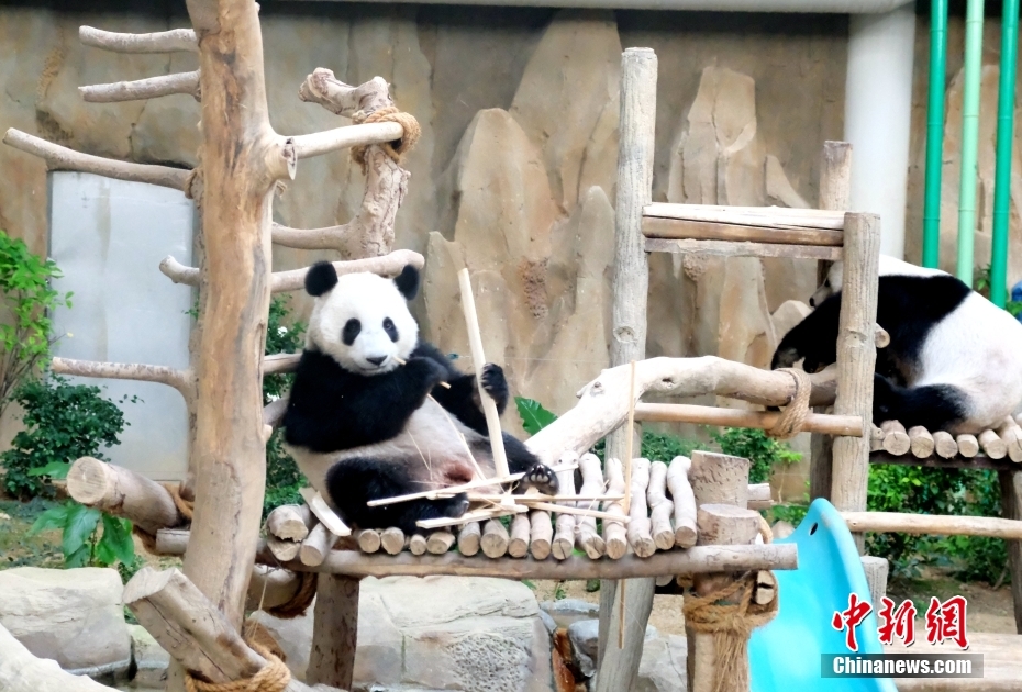 Panda Sheng Yi di Malaysia akan Rai Hari Lahir Kedua