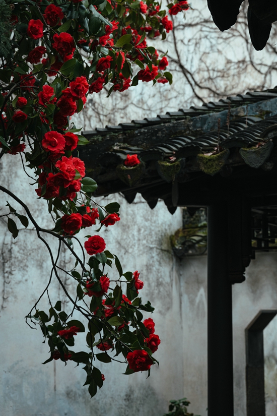 Foto Pemenang Anugerah Abadikan Taman Suzhou