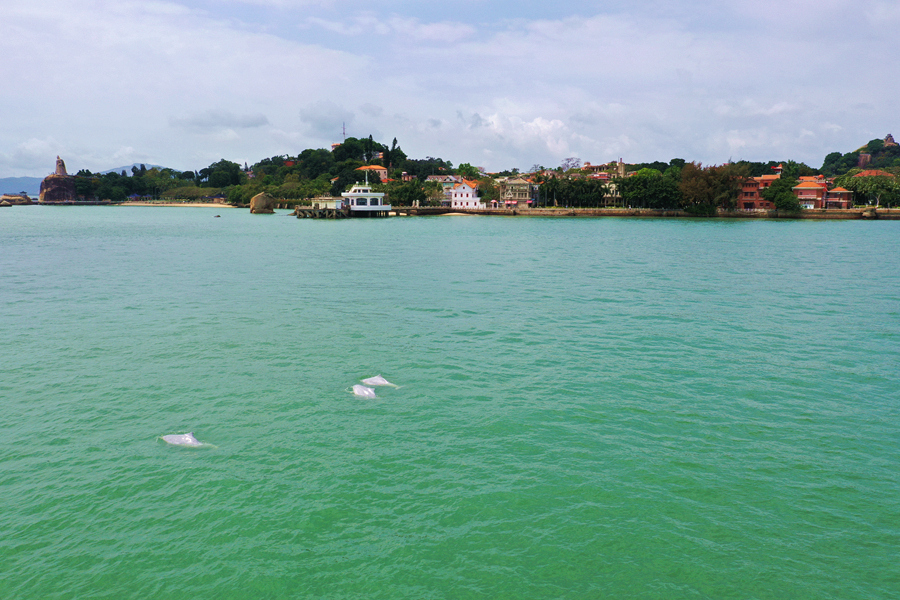 Beberapa Dolfin Bongkok Bernie dilihat di perairan Pulau Gulangyu, Xiamen. (Foto ihsan Radio dan Televisyen Xiamen)