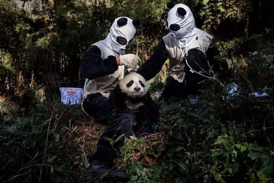 Pulangkan Semula Panda Gergasi ke Kawasan Liar