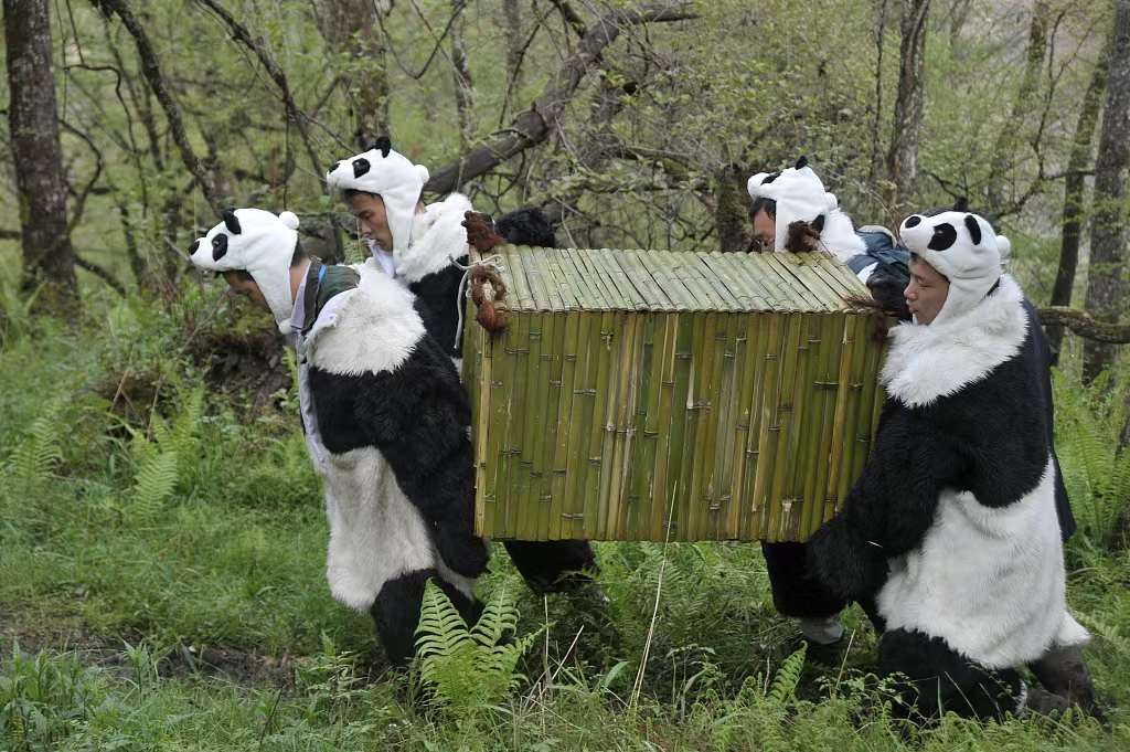 Pulangkan Semula Panda Gergasi ke Kawasan Liar
