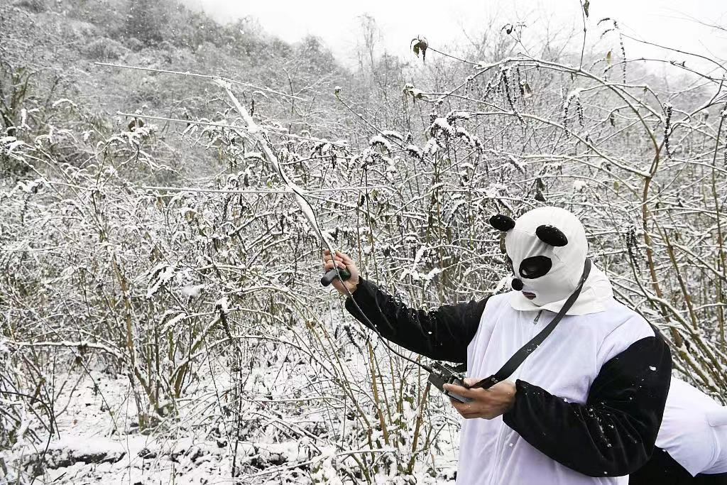 Pulangkan Semula Panda Gergasi ke Kawasan Liar