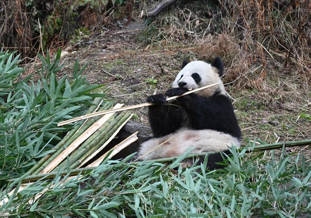 Pulangkan Semula Panda Gergasi ke Kawasan Liar